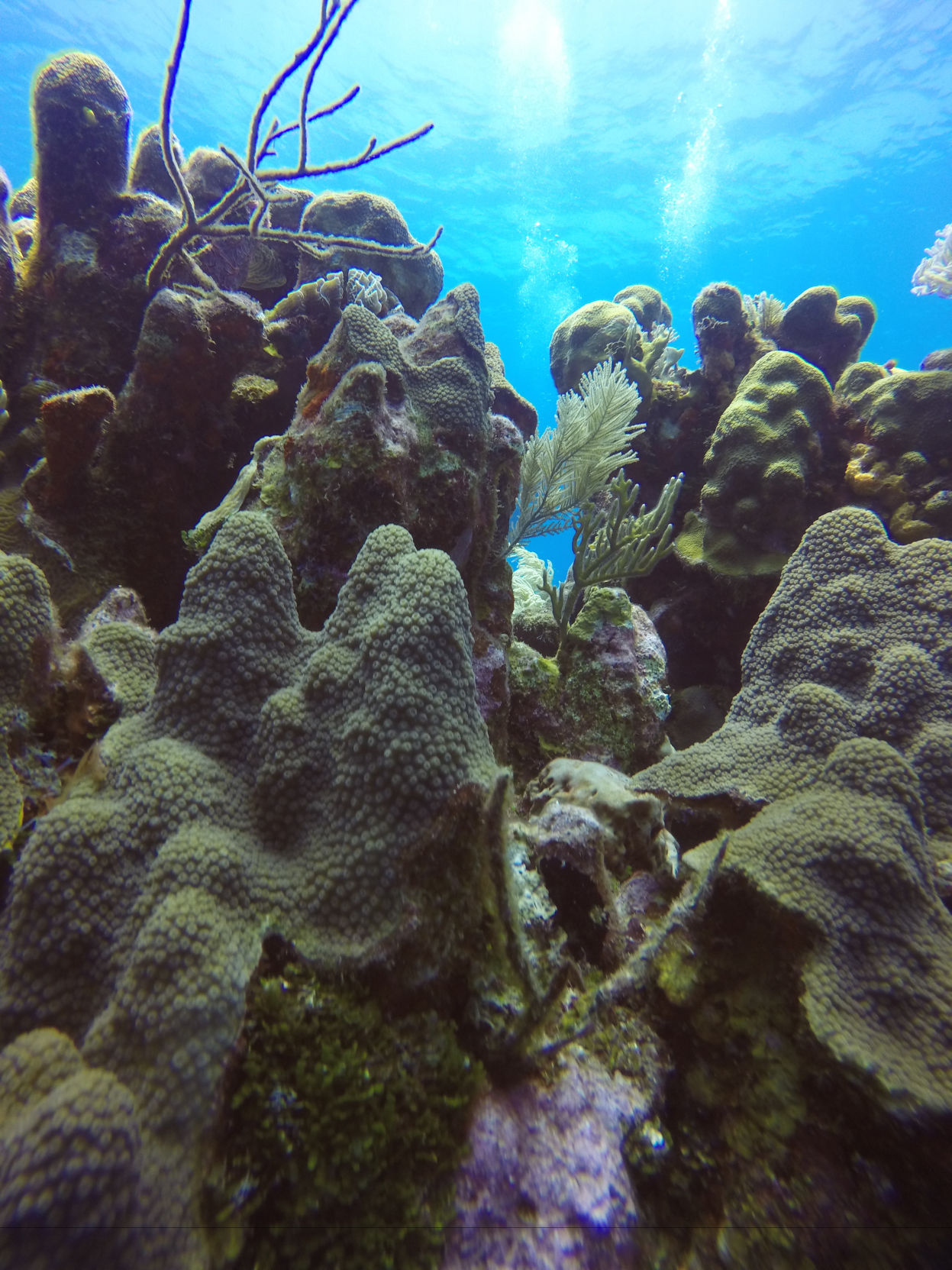 UTA biology professor researches how to fight new disease damaging coral reefs